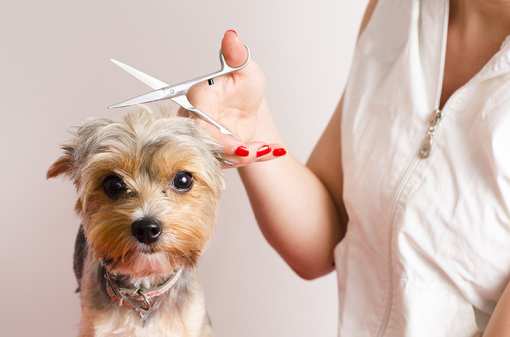8 Best Pet Groomers in Alabama!